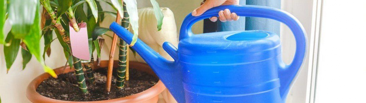 Отже, що змушує розквітати домашні квіти