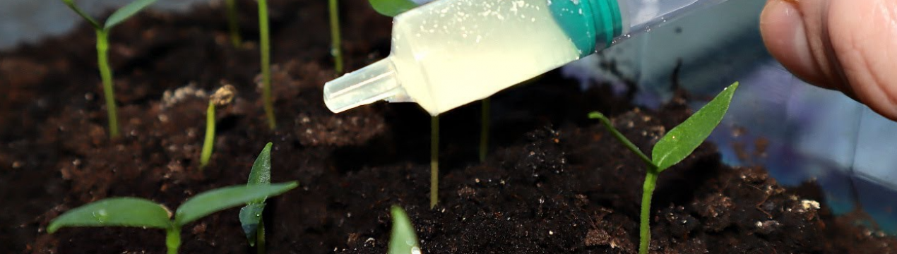 Тонка розсада піде вшир після такого підживлення