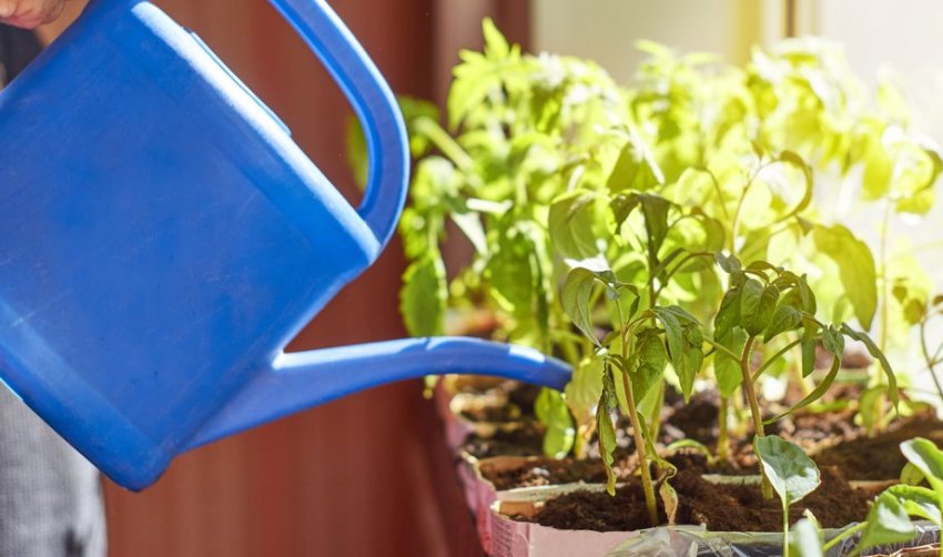 Підживлення розсади Підживлення розсади