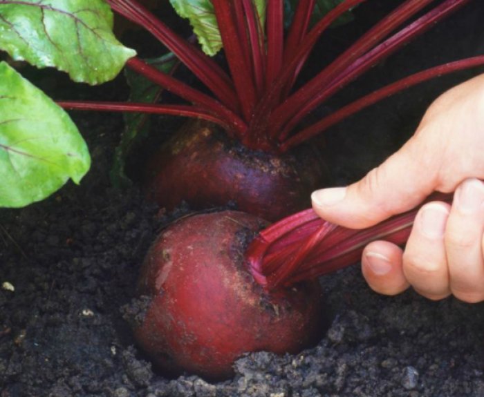 Когда сажать столовую свеклу в открытый грунт. Свекольные грядки. Свёкла сорта для посадки лучшие. Посев свеклы в открытый грунт семенами. Свекла в земле.