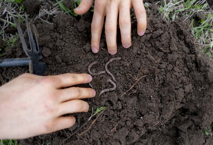Родючість ґрунту