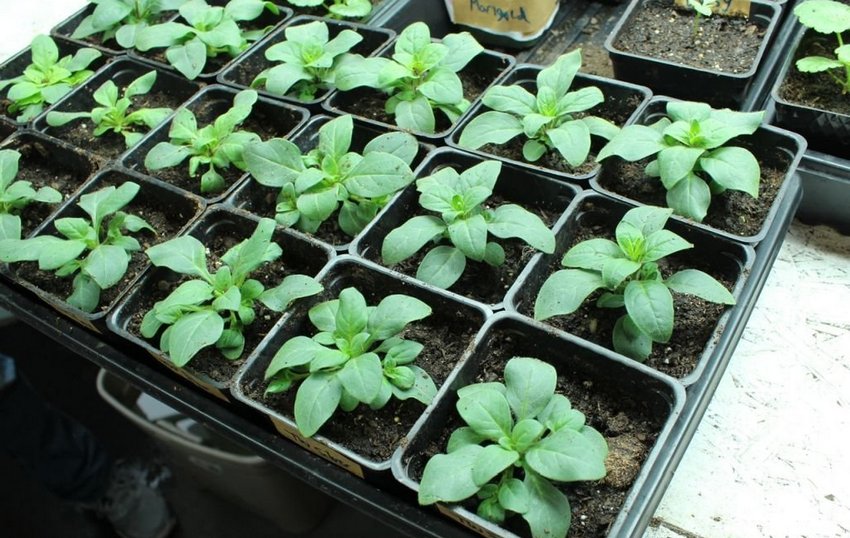 Розсада петунії