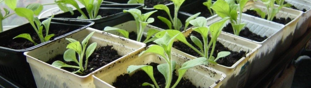 Коли сіяти петунію на розсаду? Місячний календар 2022