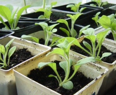 Коли сіяти петунію на розсаду? Місячний календар 2022