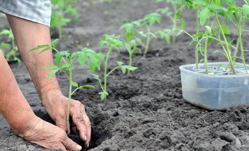 Висадка розсади помідорів Висадка розсади помідорів
