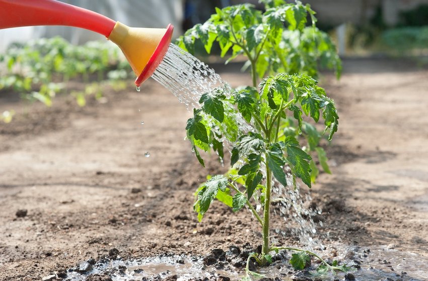 Полив томатів Полив томатів