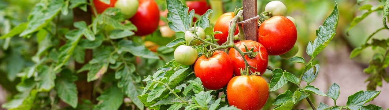 Календар догляду за томатами