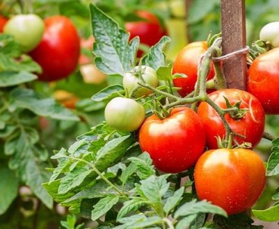 Календар догляду за томатами