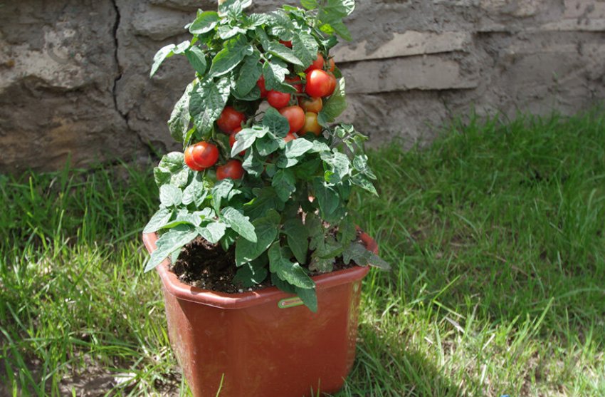 Томат Балконне диво