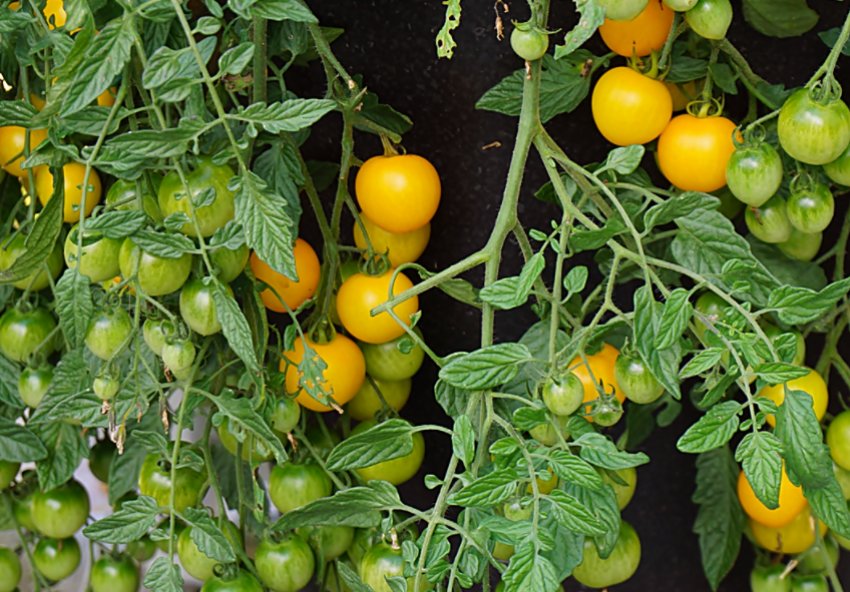 Томати Балконі Єлоу