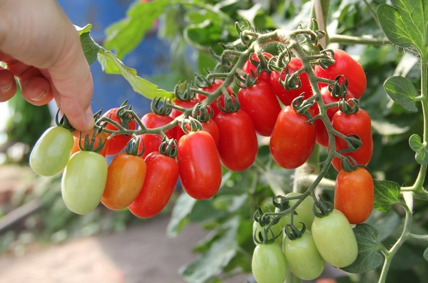 Томати Кімнатний сюрприз