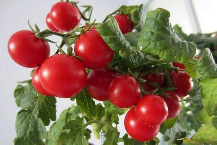 Томати Жемчуг червоний