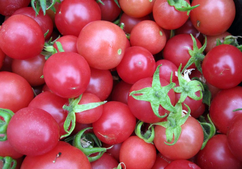 Томати Вишня