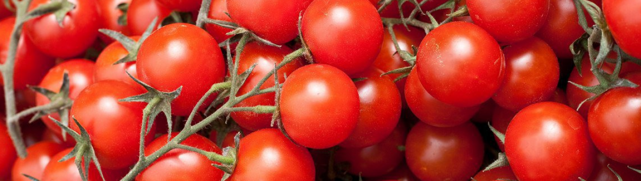 Якщо у вас немає дачі: врожайні карликові томати для балкона