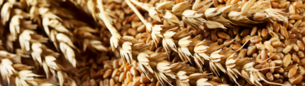 Війна в Україні може стати причиною голоду в Лівані