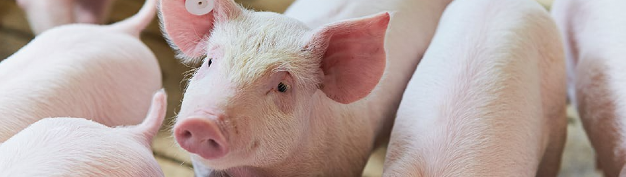 В Житомирській області в результаті ракетного удару пошкоджено свинокомплекс