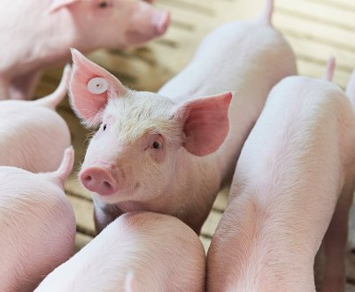 В Житомирській області в результаті ракетного удару пошкоджено свинокомплекс