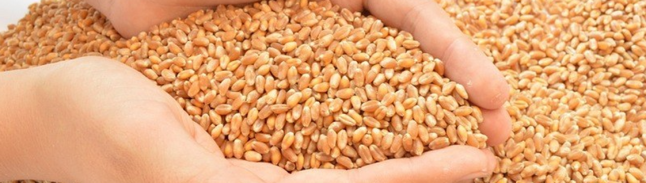 У світі впав попит на російську пшеницю