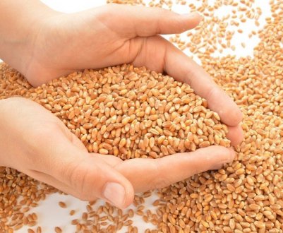 У світі впав попит на російську пшеницю