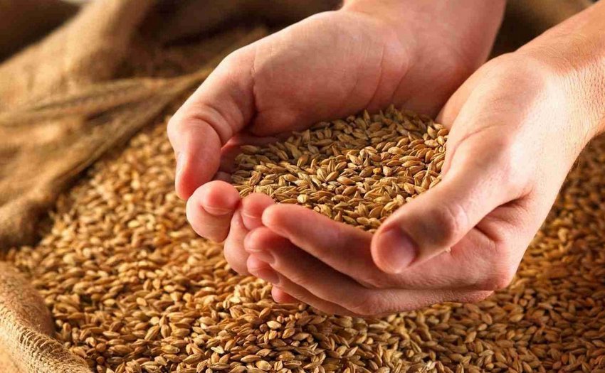 Запаси зерна