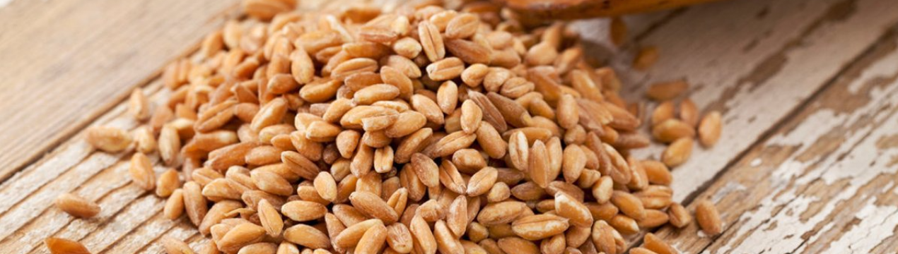 Для забезпечення продовольчої безпеки в Україні аграрний фонд направить запаси зерна