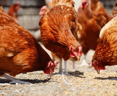 В Україні гинуть мільйони кур