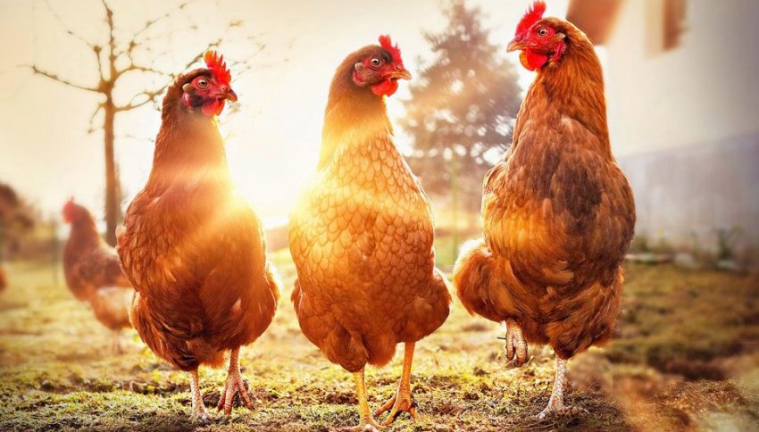 Масовий забій кур Масовий забій кур