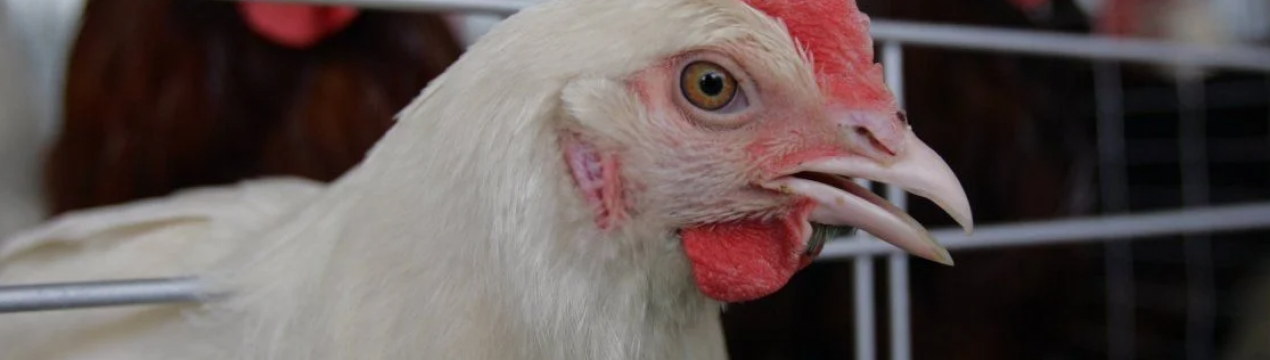 В Херсонській області розпочалася масова забійня кур