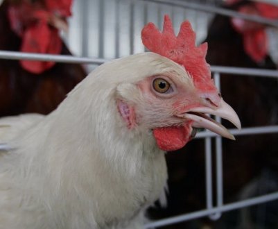 В Херсонській області розпочалася масова забійня кур