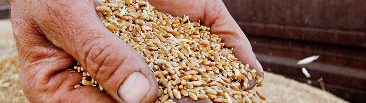 У поточному році Україна буде експортувати зерно лише за допомогою залізниці