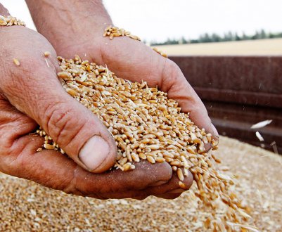 У поточному році Україна буде експортувати зерно лише за допомогою залізниці