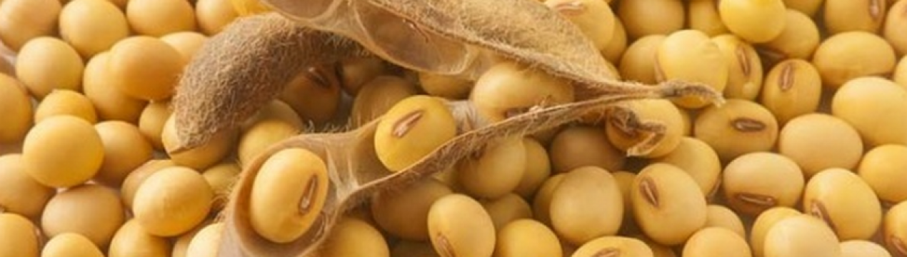 Українська соя втратила в ціні