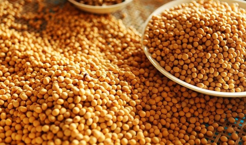 Зниження цін на сою Зниження цін на сою