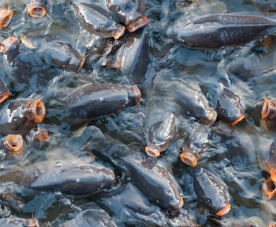 Госрибагенство запустило в роботу ініціативну онлайн-платформу