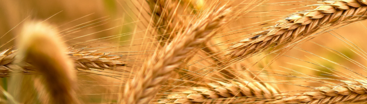 Ціни на український ячмінь зросли до 400 доларів за тонну