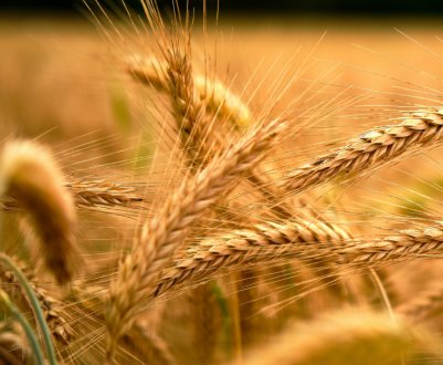 Ціни на український ячмінь зросли до 400 доларів за тонну