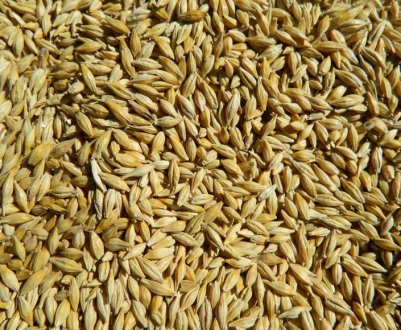 Стали відомі альтернативні способи вивозу з України зерна