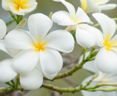 Як виростити плюмерії з насіння в домашніх умовах