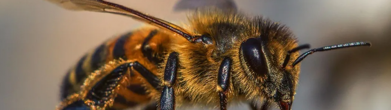 Олешківські бджоли допомагають у ліквідації російських загарбників