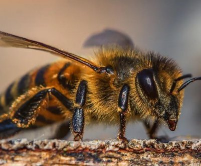 Олешківські бджоли допомагають у ліквідації російських загарбників