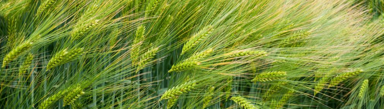 В Вінницькій області все ж таки будуть вирощувати ячмінь