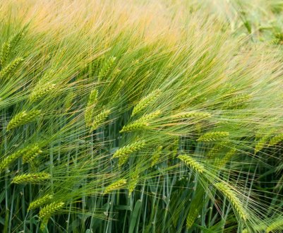 В Вінницькій області все ж таки будуть вирощувати ячмінь