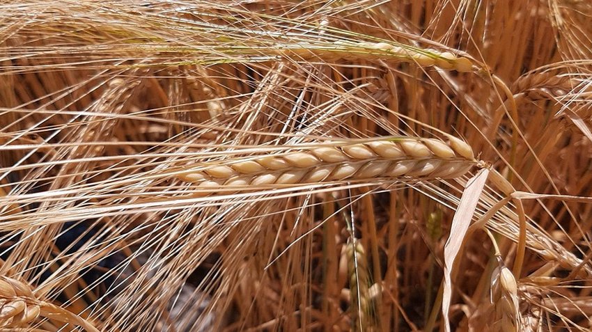 Вирощування ячменю Вирощування ячменю