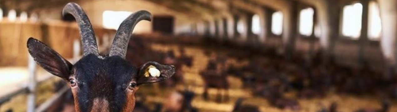 Окупанти знищили одну з найперспективніших українських ферм