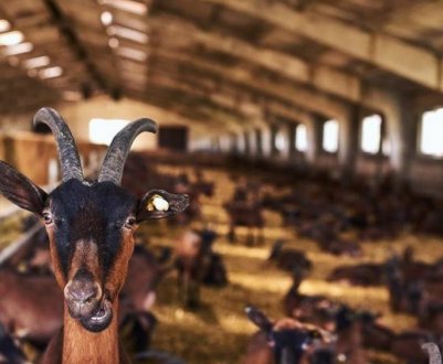 Окупанти знищили одну з найперспективніших українських ферм