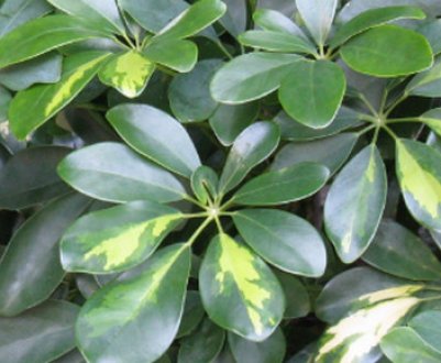 Чому шеффлера скидає листя