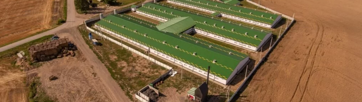 Vitagro продовжує збільшувати поголів'я тварин на території України