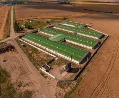 Vitagro продовжує збільшувати поголів'я тварин на території України