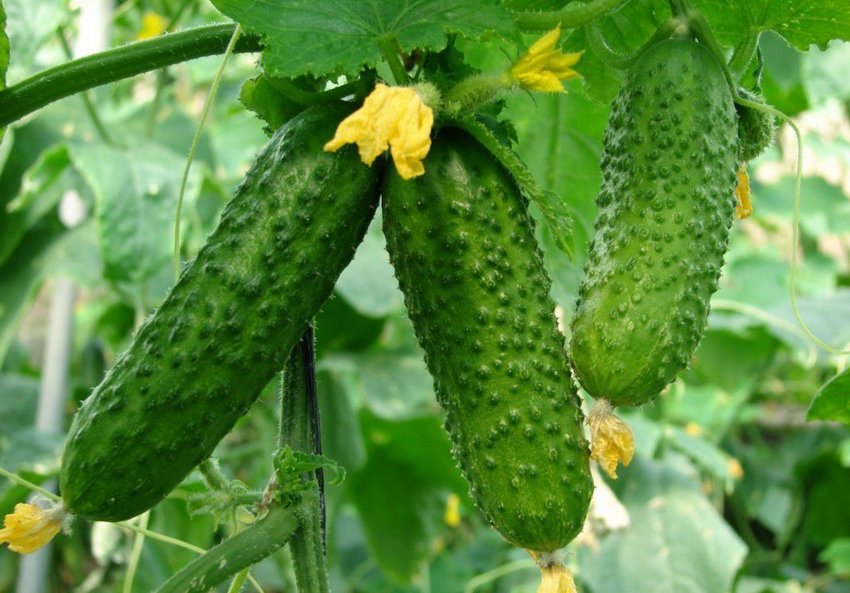 Тепличні овочі Тепличні овочі