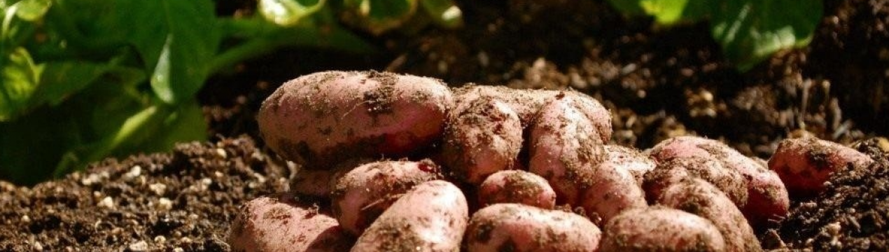 У цьому році в Київській області виросте вдвічі менше картоплі